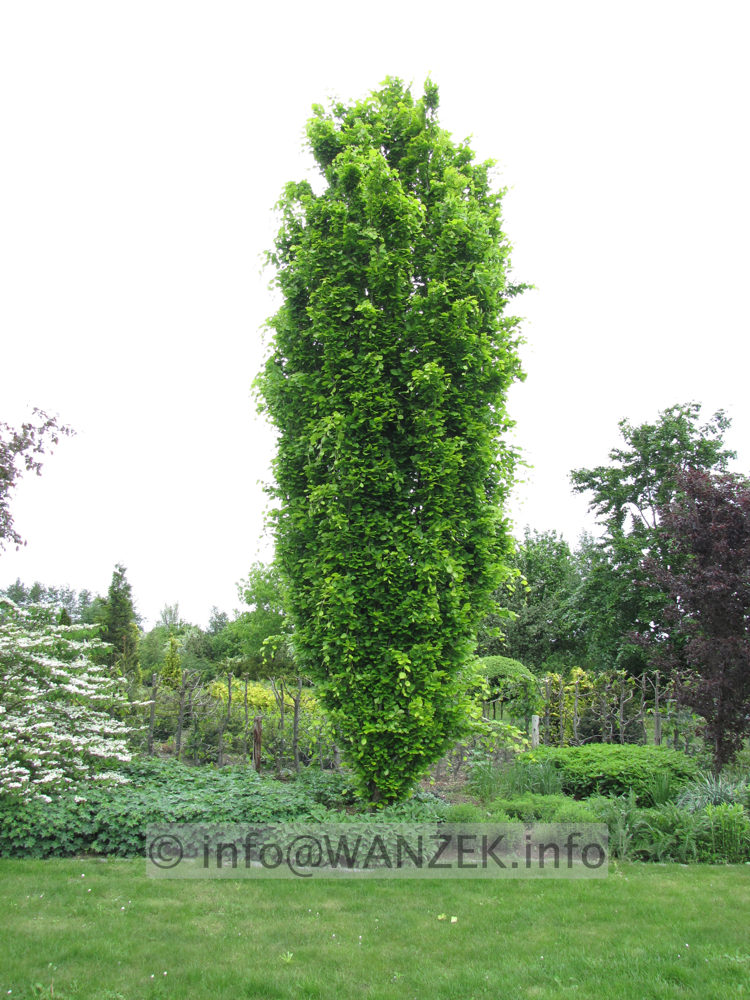 Fagus sylvatica Dawyck Gold - 7m weit.JPG